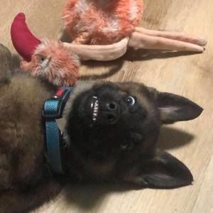 Meet your Posher, Blake